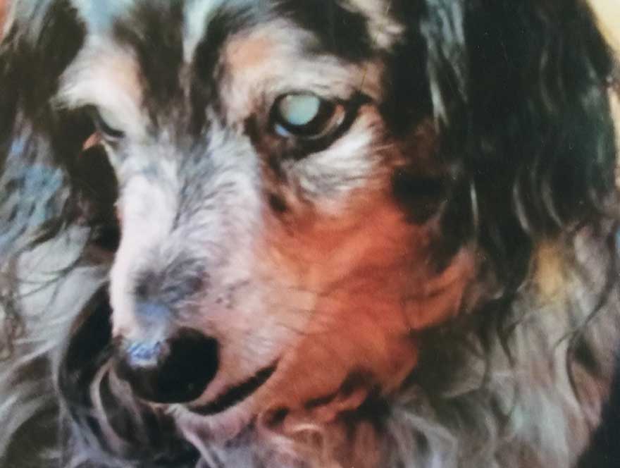 Dog with cataracts
