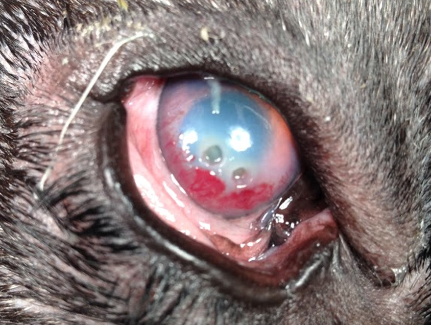 Pet Corneal Ulcers Animal Eye Consultants In Chicago Il