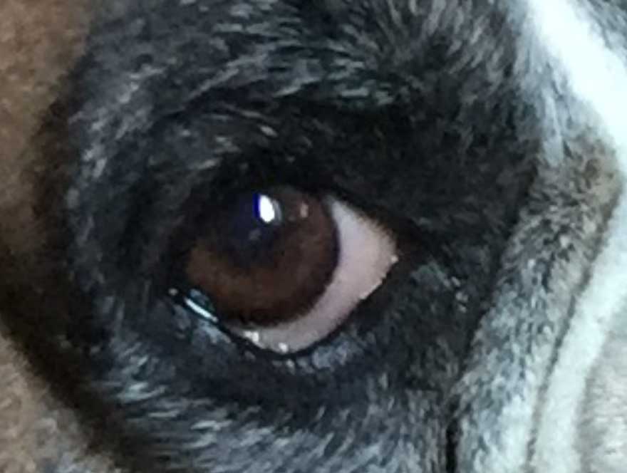Close up of dog eye