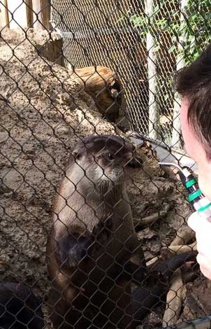 Doctor examining otter