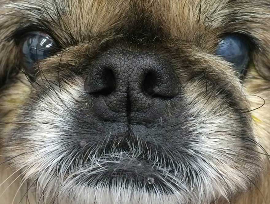 Pet with Glaucoma