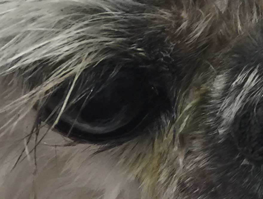Close up of animal eye
