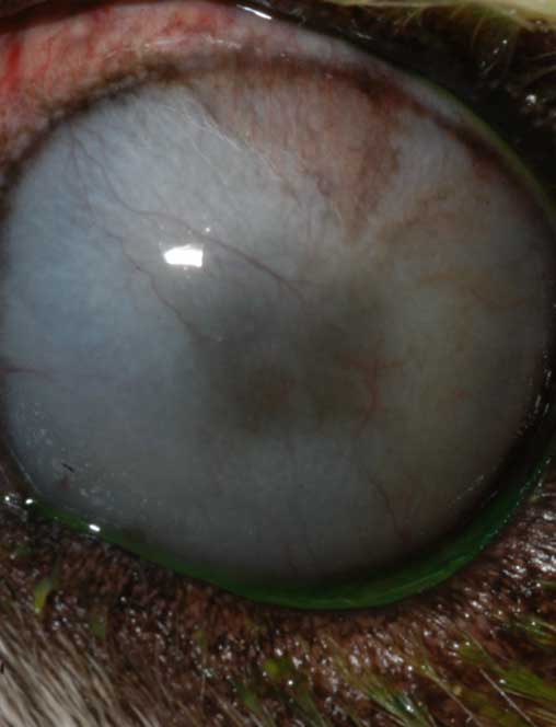 Close up of eye with infection