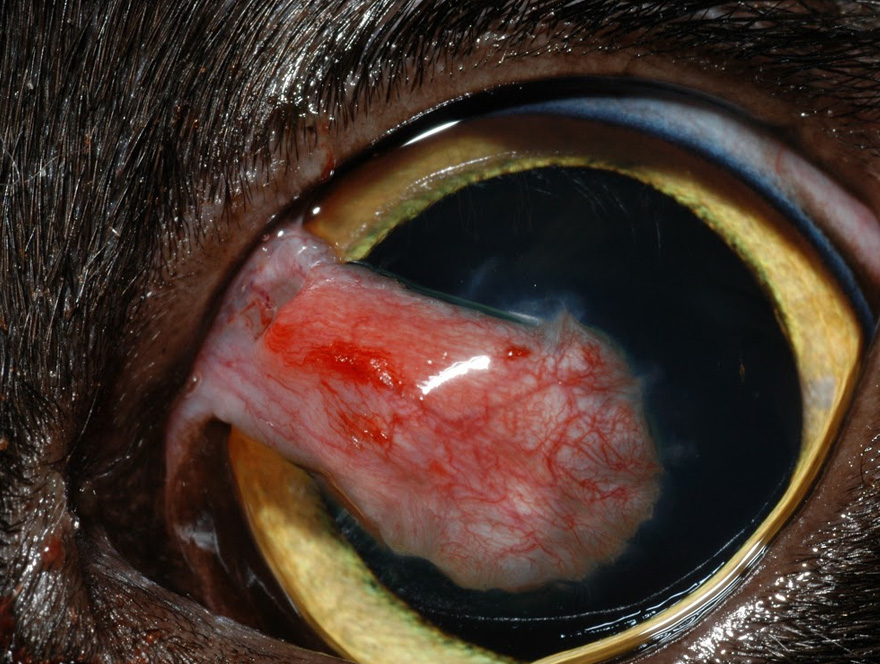 Veterinary Conjunctival Flap Graft Animal Eye Consultants