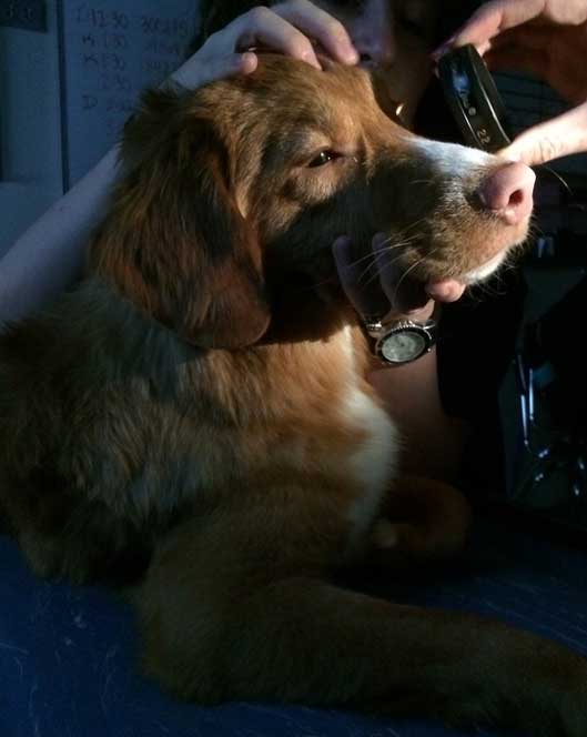 Doctor examing dog's eye